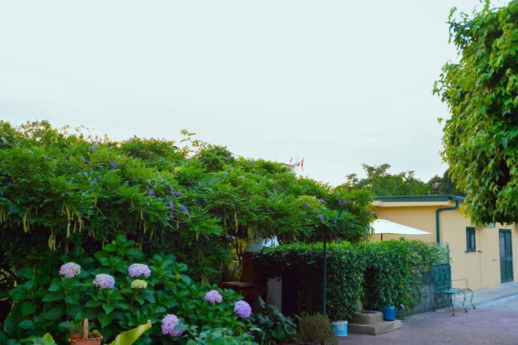 Villa A Tintureira à São Martinho de Antas Extérieur photo